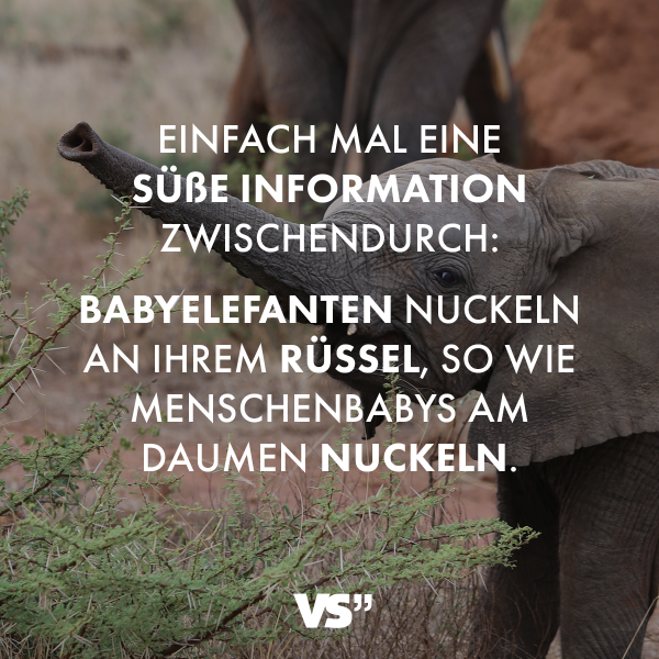 Einfach mal eine süße Information zwischendurch: Babyelefanten nuckeln an ihrem Rüssel, so wie Menschenbabys am Daumen nuckeln.