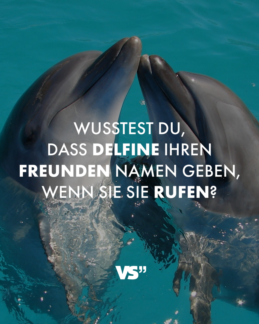 Wusstest du, dass Delfine ihren Freunden Namen geben, wenn sie sie rufen?