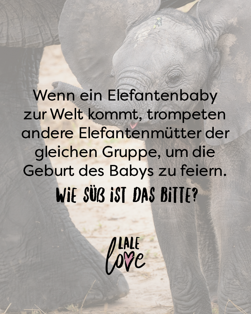 Wenn ein Elefantenbaby zur Welt kommt, trompeten andere Elefantenmütter der gleichen Gruppe, um die Geburt des Babys zu feiern. Wie süß ist das bitte?