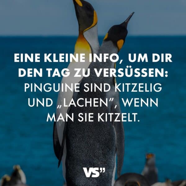 Eine kleine Info, um dir den Tag zu versüßen: Pinguine sind kitzelig und „lachen”, wenn man sie kitzelt.