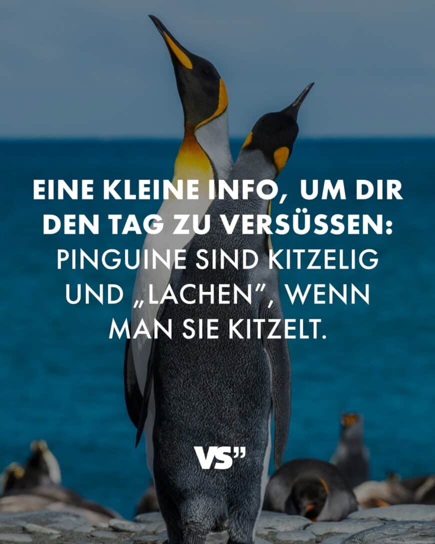 Eine kleine Info, um dir den Tag zu versüßen: Pinguine sind kitzelig und „lachen”, wenn man sie kitzelt.