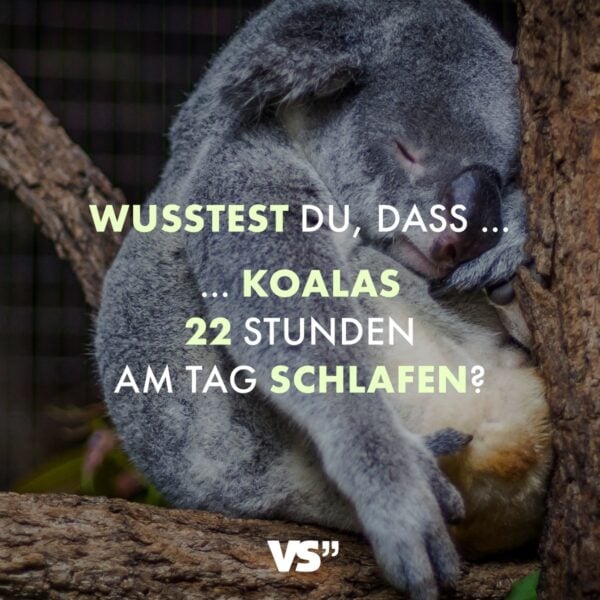 Wusstest du, dass … … Koalas 22 Stunden am Tag schlafen?